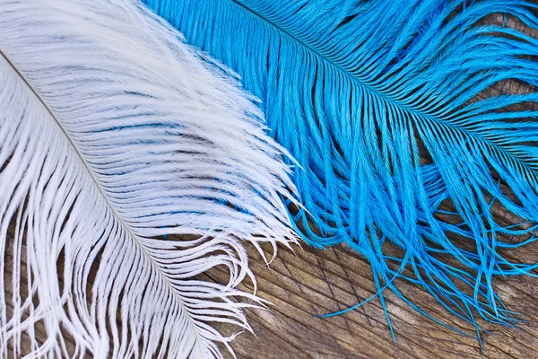 stock image Two color quills
