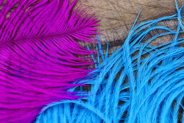Два цветных пера — стоковое фото