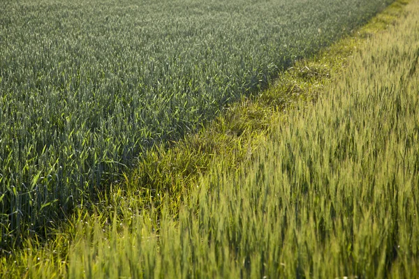 stock image Abstract view of blooming rye.