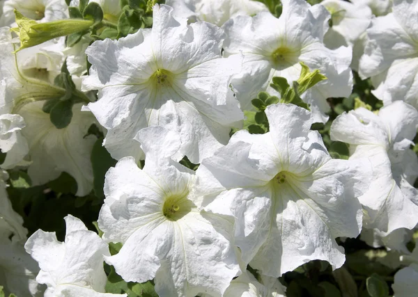 stock image Summer Flowers