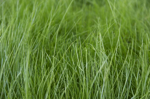 stock image Grass