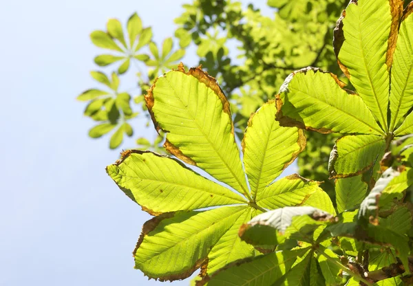 Каштановий листя — стокове фото