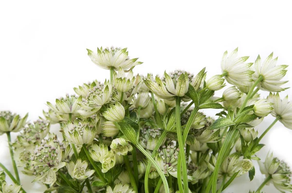 stock image Flowers