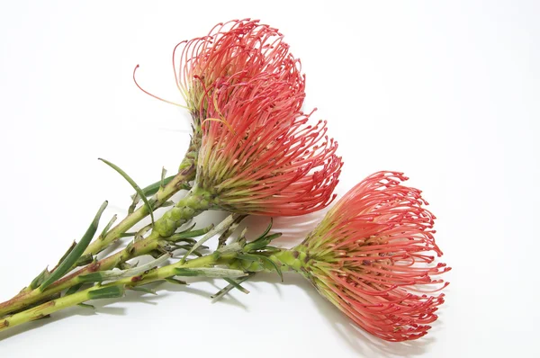 stock image Flowers