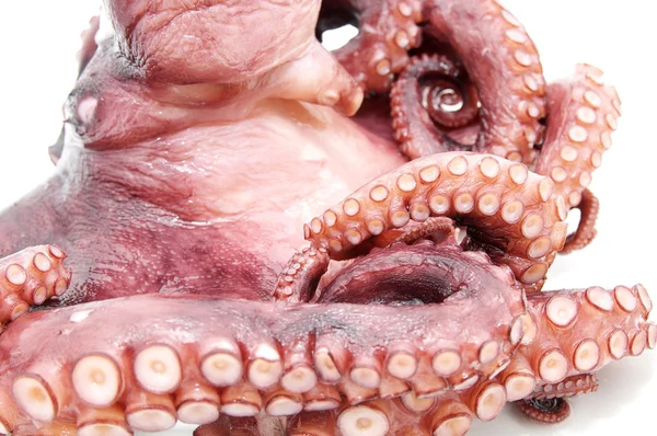 stock image Octopus