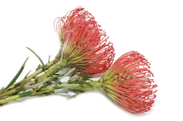 stock image Flowers