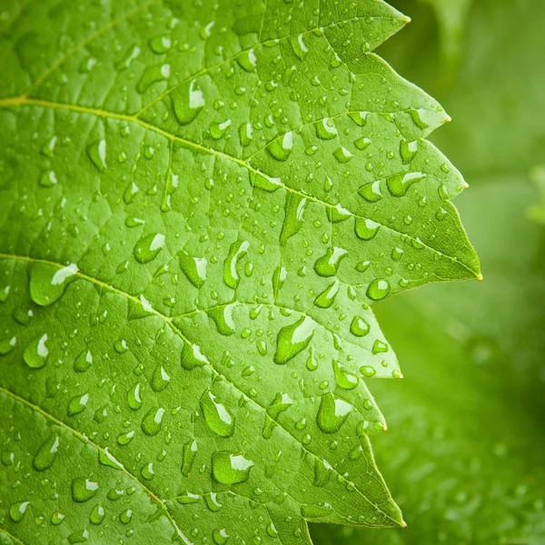 stock image Vine leaf in the rain