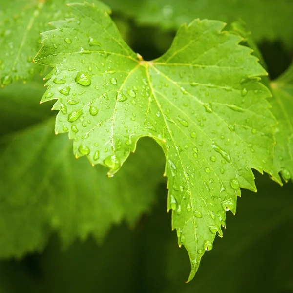 Лист виноградной лозы под дождем — стоковое фото
