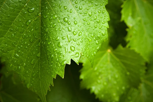 Лист виноградной лозы под дождем — стоковое фото