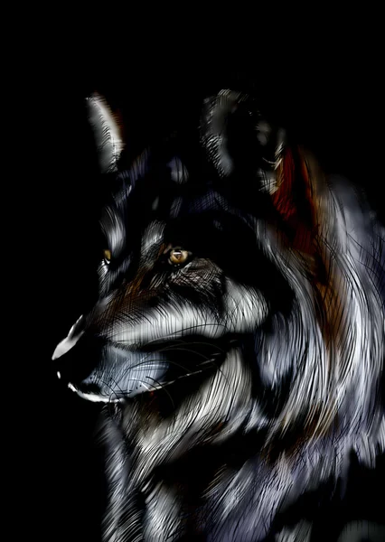 Czarny wilk. — Zdjęcie stockowe