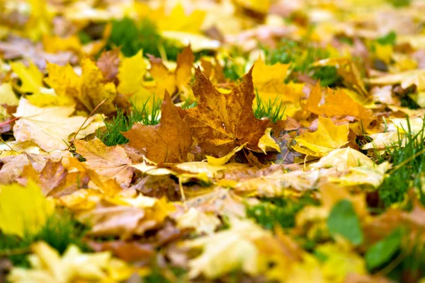 stock image Autumn leaves.