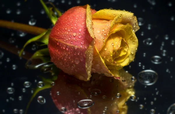 Rosas y gota . — Foto de Stock