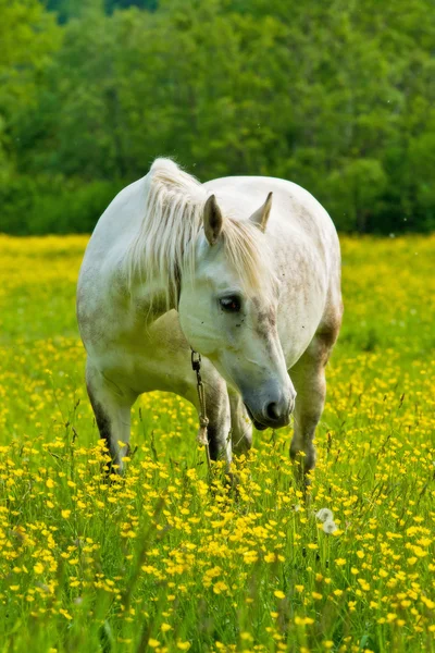 Horses in the meadow. — Stock Photo, Image