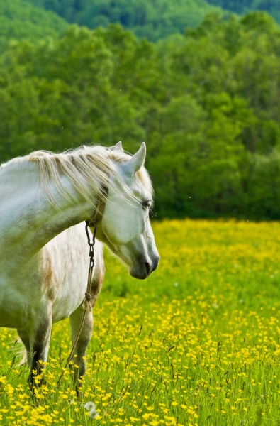 Horses in the meadow. — Stock Photo, Image