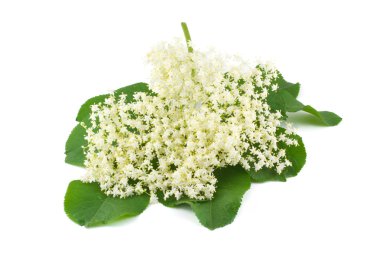 Flowers elderberry clipart