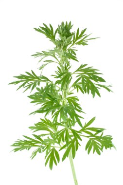 Wormwood clipart