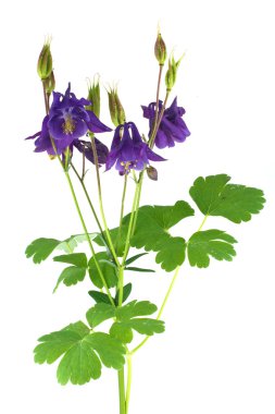 Blooming aquilegia clipart