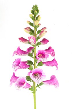 Purple Foxglove. clipart