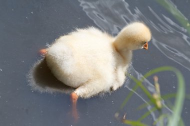 Gosling on the pond