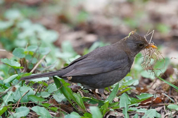 Blackbird gathers grass for the nest — Stock Photo, Image