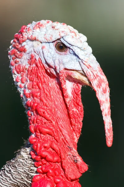 Close-up da Turquia selvagem — Fotografia de Stock