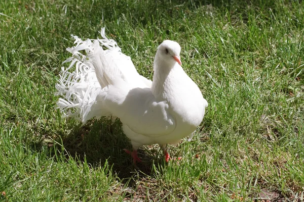 白色的鸽子在绿色草地上 — 图库照片