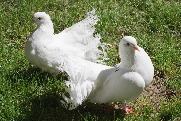Два белых голубя на зеленой траве — стоковое фото