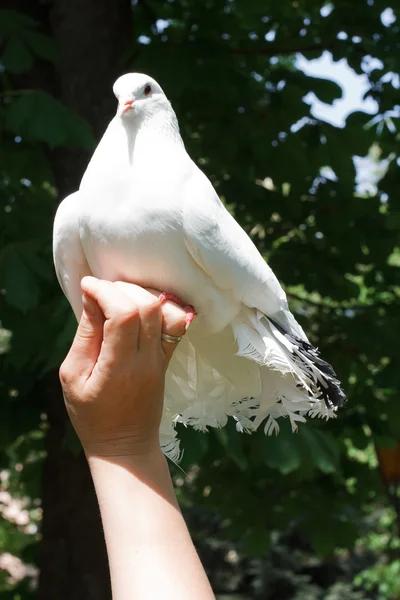 Bílá holubice mouchy z ruky — Stock fotografie