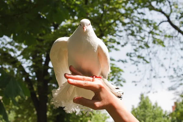 Een witte duif vliegen uit de hand — Stockfoto