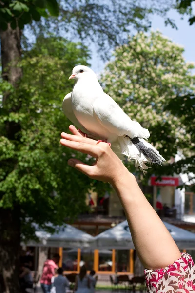 Een witte duif en een vrouw hand — Stockfoto