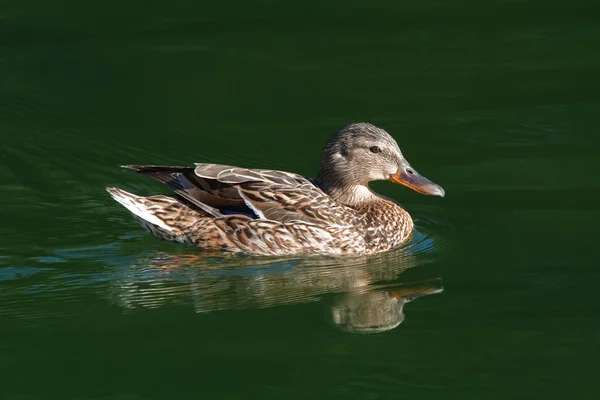 Wild duck. female — Stock Photo, Image