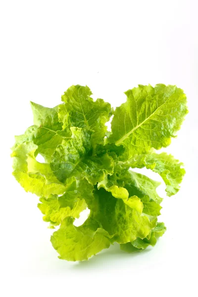 Свежий салат салат изолирован на белом — стоковое фото