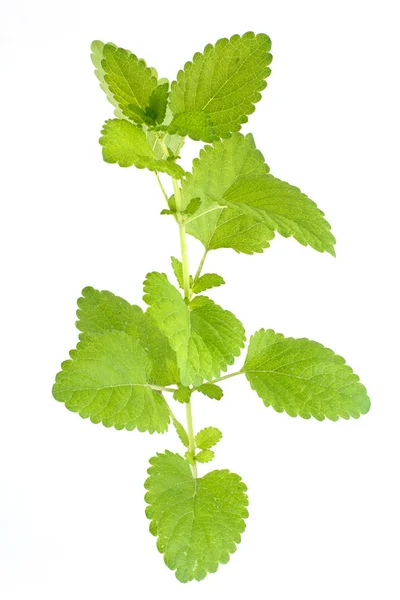 Grüne Minze isoliert auf weiß — Stockfoto