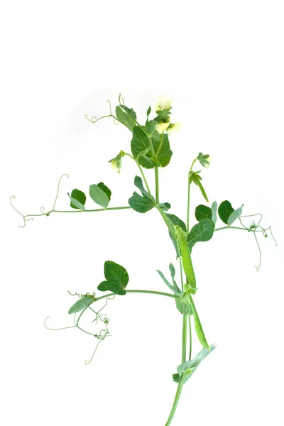 Sprig de ervilha com flores e vagens — Fotografia de Stock