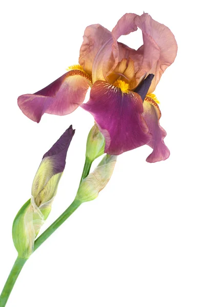 Iris fiore giallo-brunastro — Foto Stock