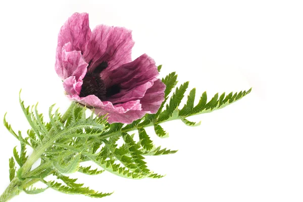 Фіолетовий квітки маку — стокове фото