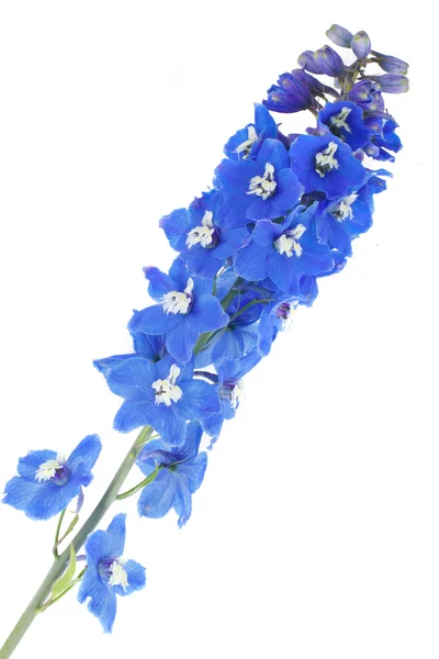 Blühendes blaues Delphinium — Stockfoto