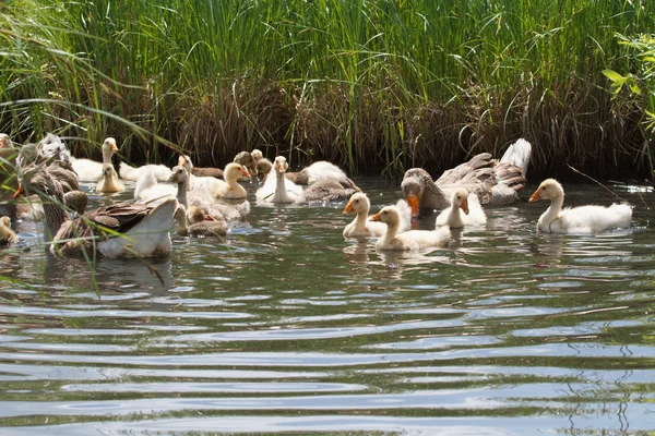 Adult geese raise chicks — Stock Photo, Image