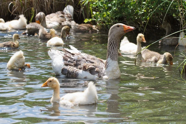 Vuxna gässen upp kycklingar i dammen — Stockfoto