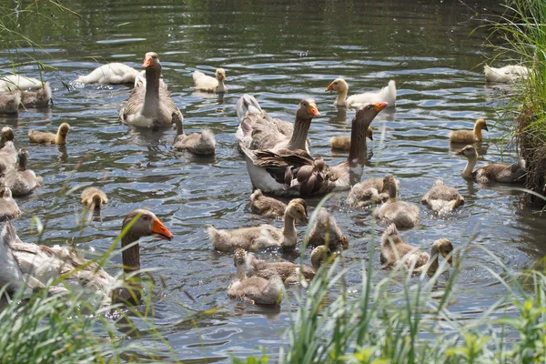 Vuxna gässen upp kycklingar i dammen — Stockfoto
