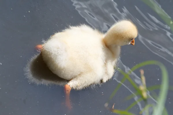 Gosling on the pond — Stock Photo, Image