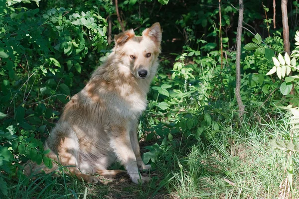 Ver cão vadio — Fotografia de Stock