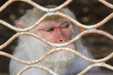 Sad monkey in a cage clipart