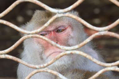 Look a monkey in a cage clipart