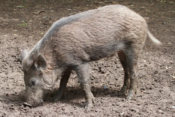 야생 돼지 — 스톡 사진