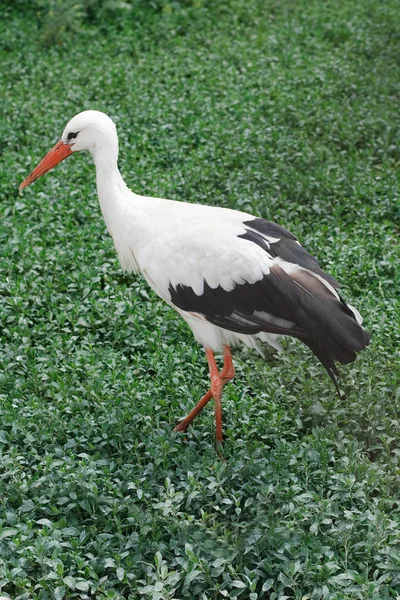 Белый аист на зеленой траве — стоковое фото