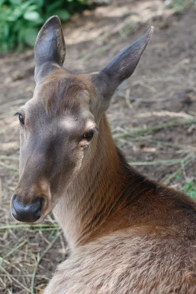 Cervo-da-índia — Fotografia de Stock