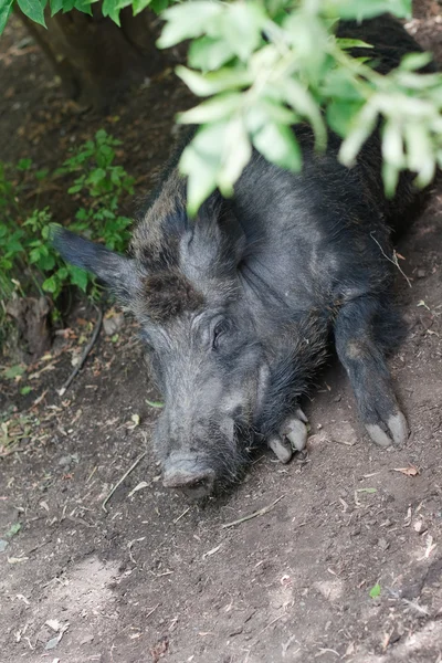 The wild boar — Stock Photo, Image