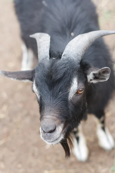 stock image A black goat