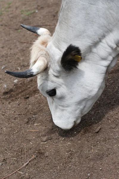 Beyaz inek — Stok fotoğraf